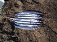 image of gar