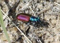 image of tiger_beetle