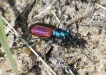 image of tiger_beetle #28