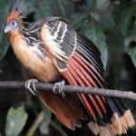 image of bird