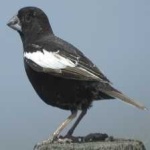 image of bird