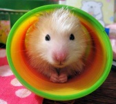image of hamster