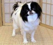 image of japanese_spaniel