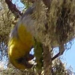 image of bird