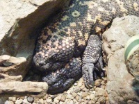 image of gila_monster