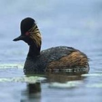 image of bird