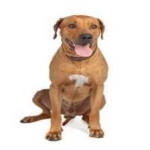 image of animal