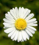 image of flower