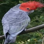 image of bird