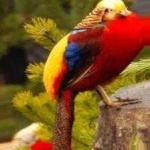 image of golden_pheasant #30