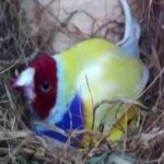 image of bird