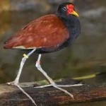image of bird