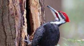 image of woodpecker #24