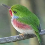 image of bird