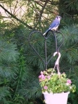 image of jay
