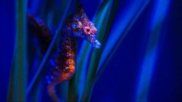 image of seahorse #0