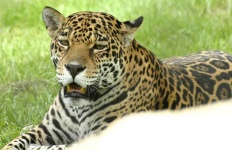 image of jaguar_car