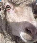 image of animal