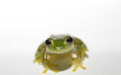 image of animal