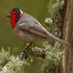 image of red_faced_warbler