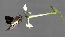 image of animal