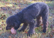 image of miniature_poodle #32