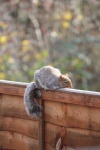image of animal