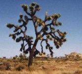 image of joshua_tree