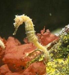 image of sea_horse