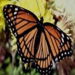 image of animal