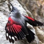 image of bird