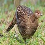 image of bird