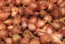 image of onion #23