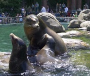 image of sea_lion