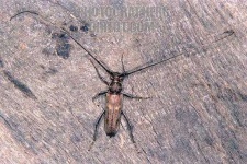 image of long_horned_beetle