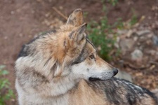 image of timber_wolf