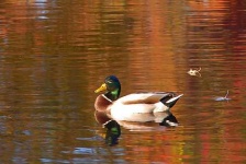 image of drake