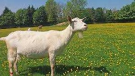 image of animal