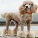 image of poodle #19