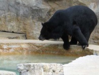 image of american_black_bear