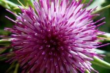 image of cardoon