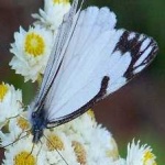 image of animal