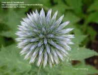 image of flower