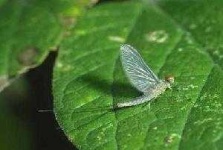 image of mayfly