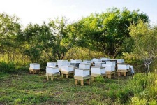 image of apiary
