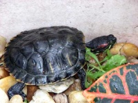 image of terrapin
