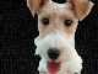 image of wire_haired_fox_terrier #23