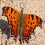 image of animal