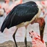 image of bird