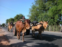 image of oxcart